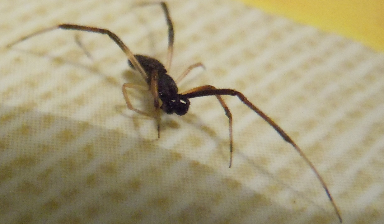 Episinus truncatus (Theridiidae)   - Paestum (Sa)